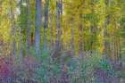 USA, Washington State. Methow Valley fall colored cottonwood trees and native dogwood Art Print